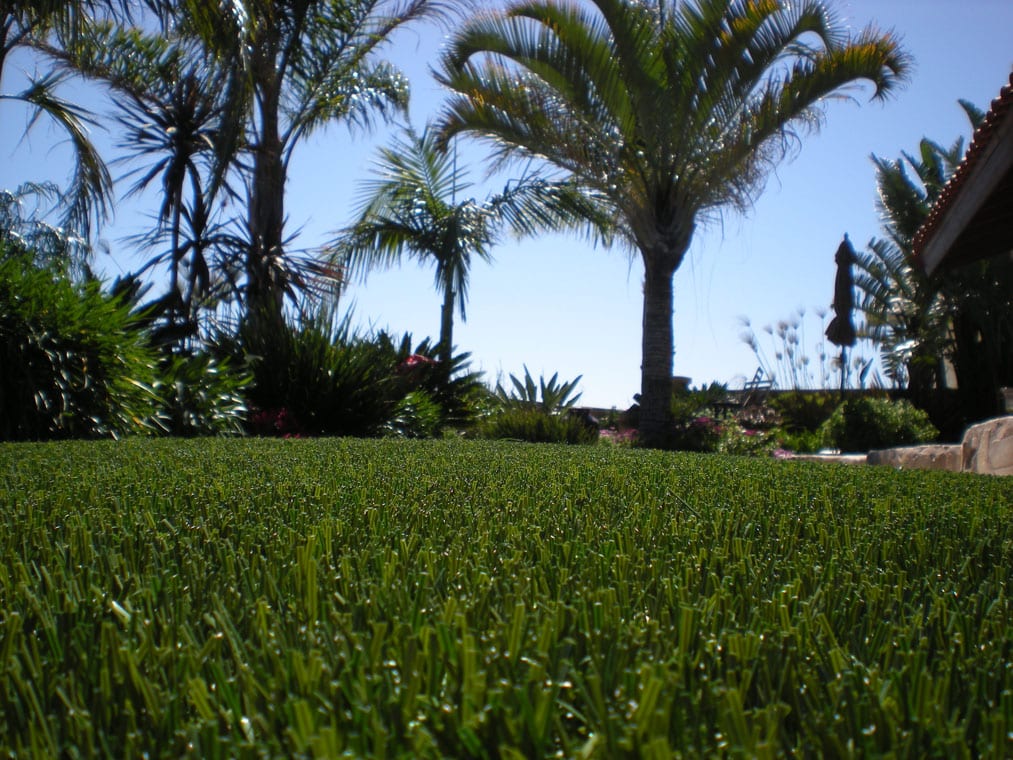ProLawn Close Up